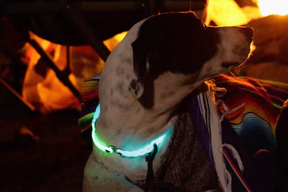 Modl 8" Infinity Tools 4 Pack green glow being used as a hi-visibility dog collar